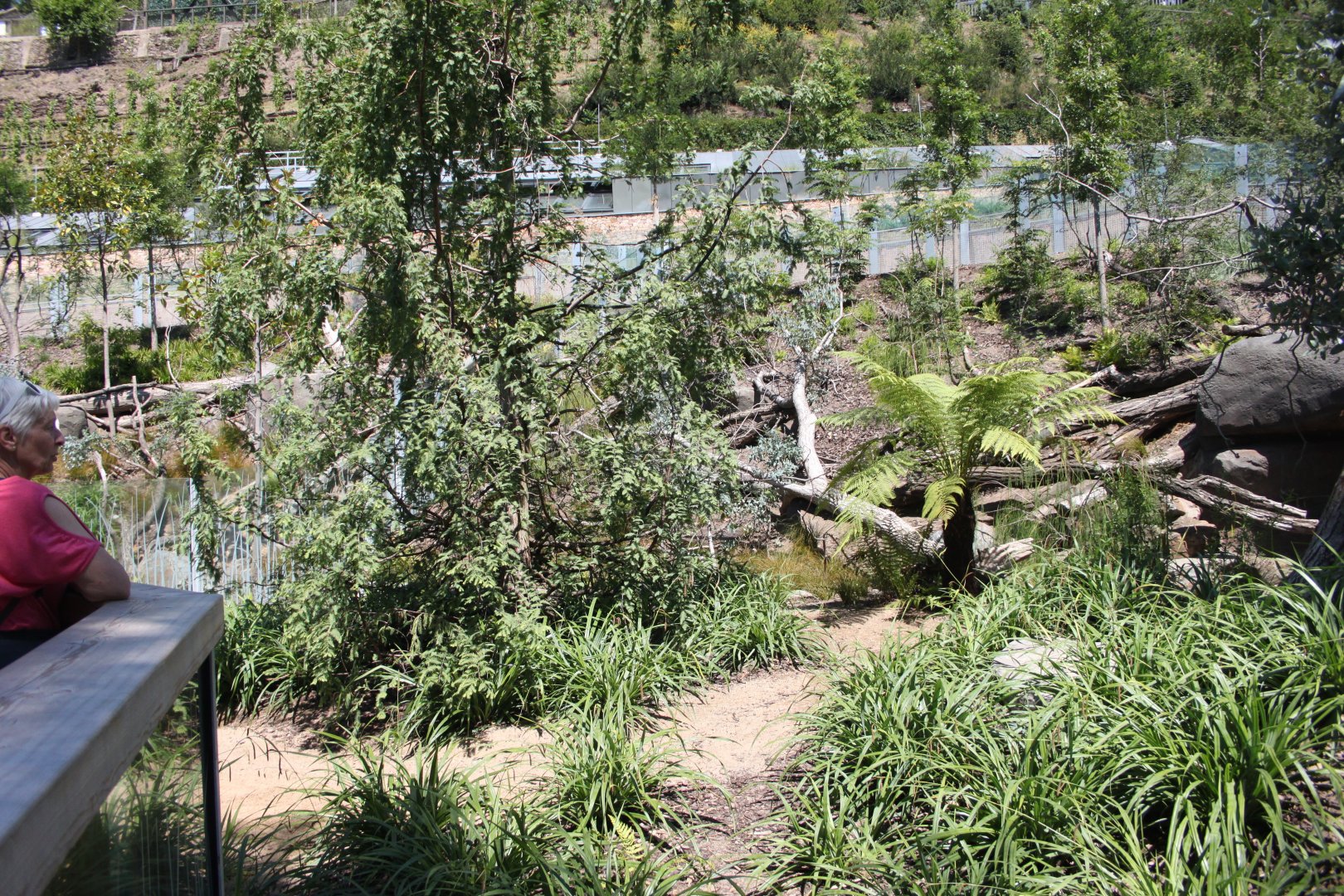 Tasmania exhibit - Tasmanian devils, Exhibit 1