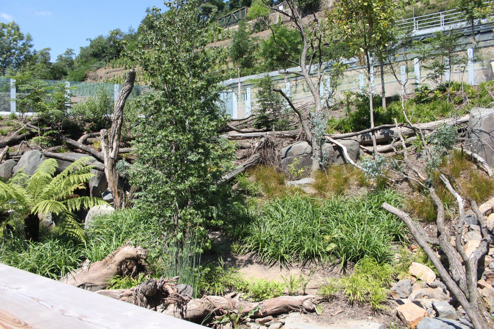 Tasmania exhibit - Tasmanian devils, Exhibit 2