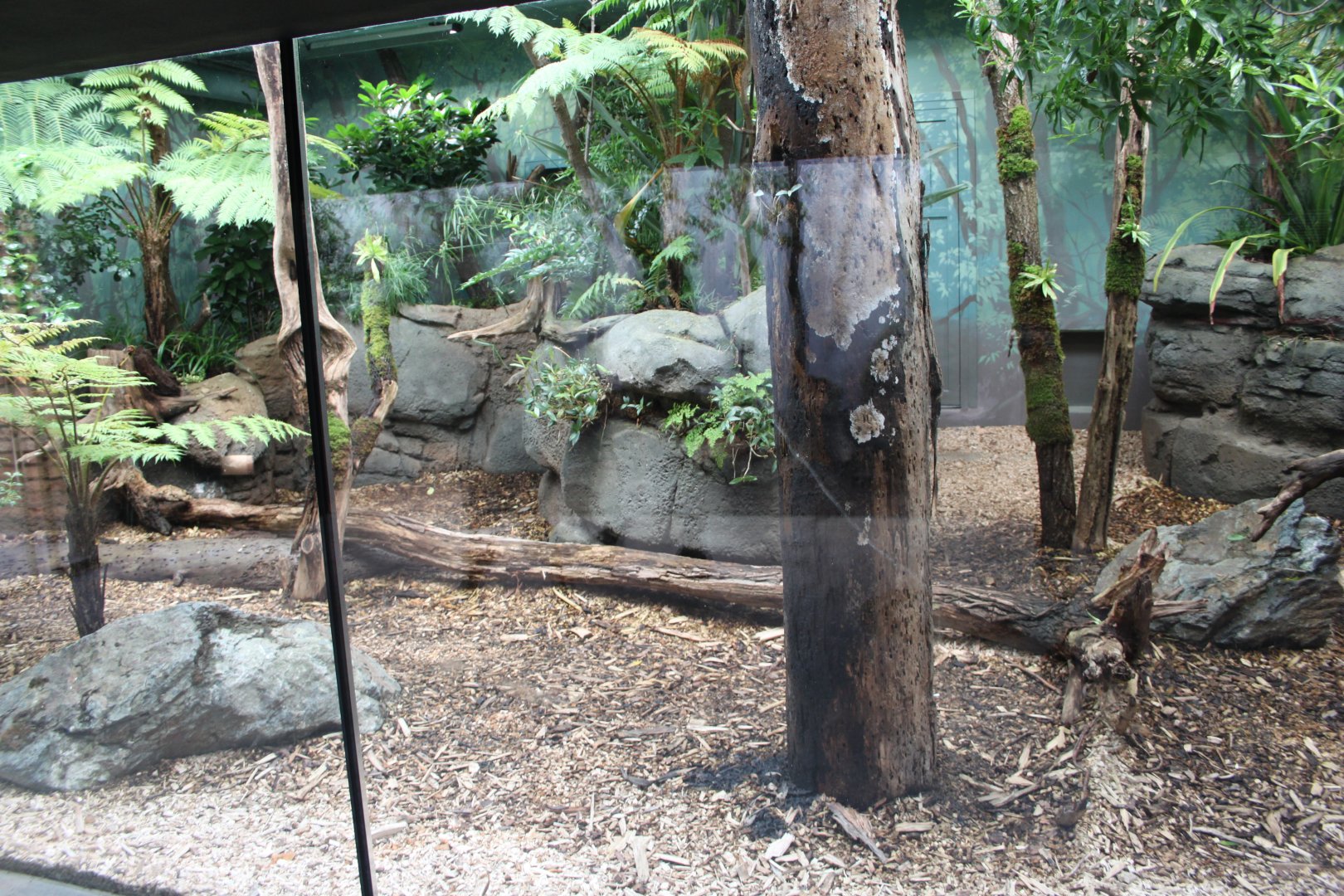 Tasmania exhibit - Tasmanian devils indoor exhibit