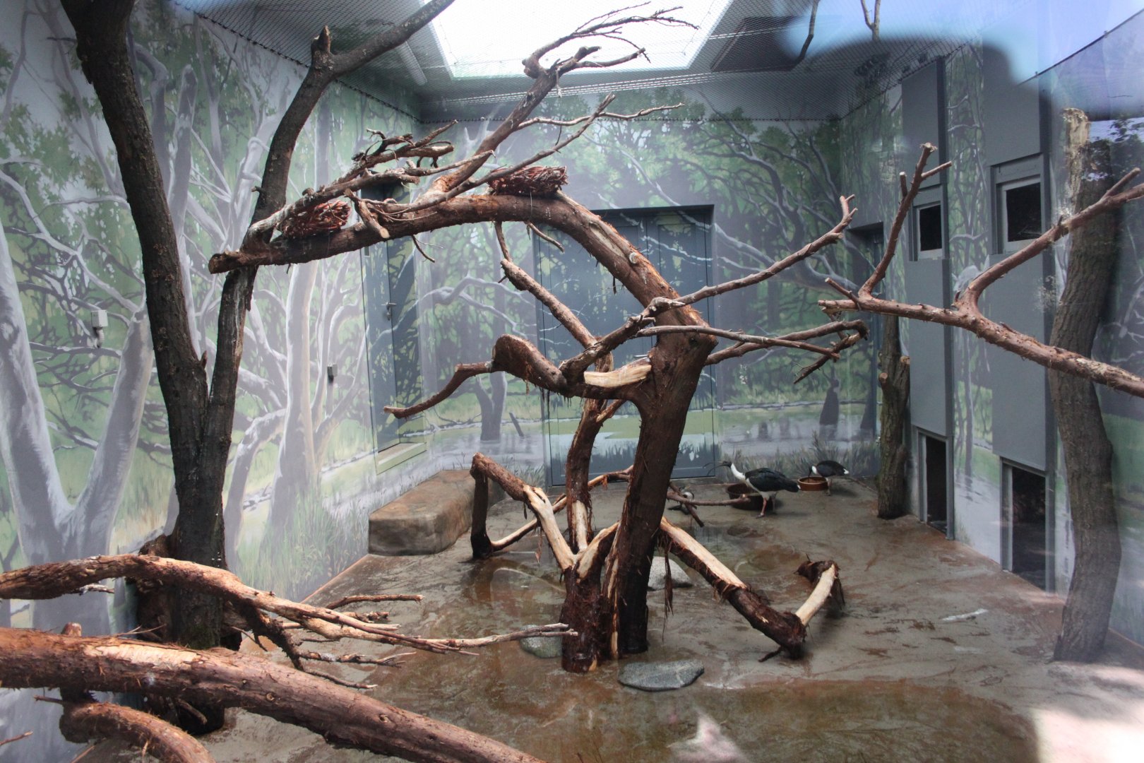 Tasmania exhibit - Waterfowl indoors
