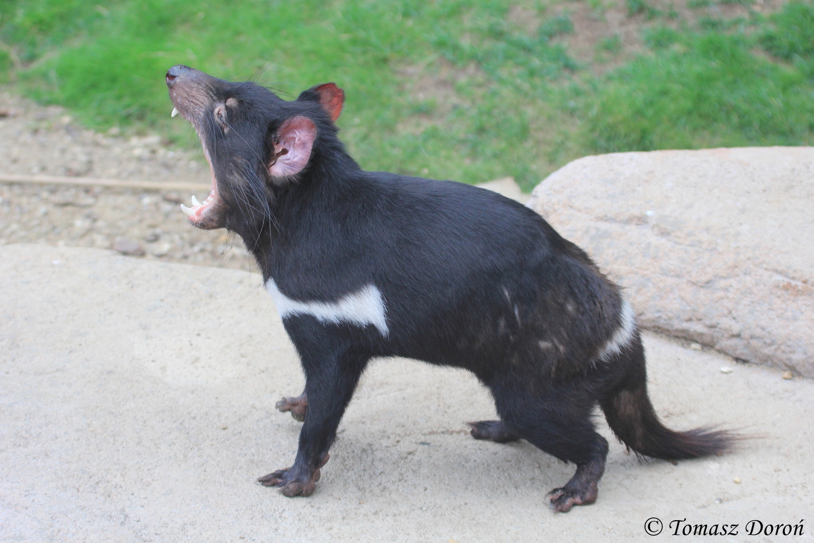 Tasmanial Devil (Sarcophilus harrisii) June 2016