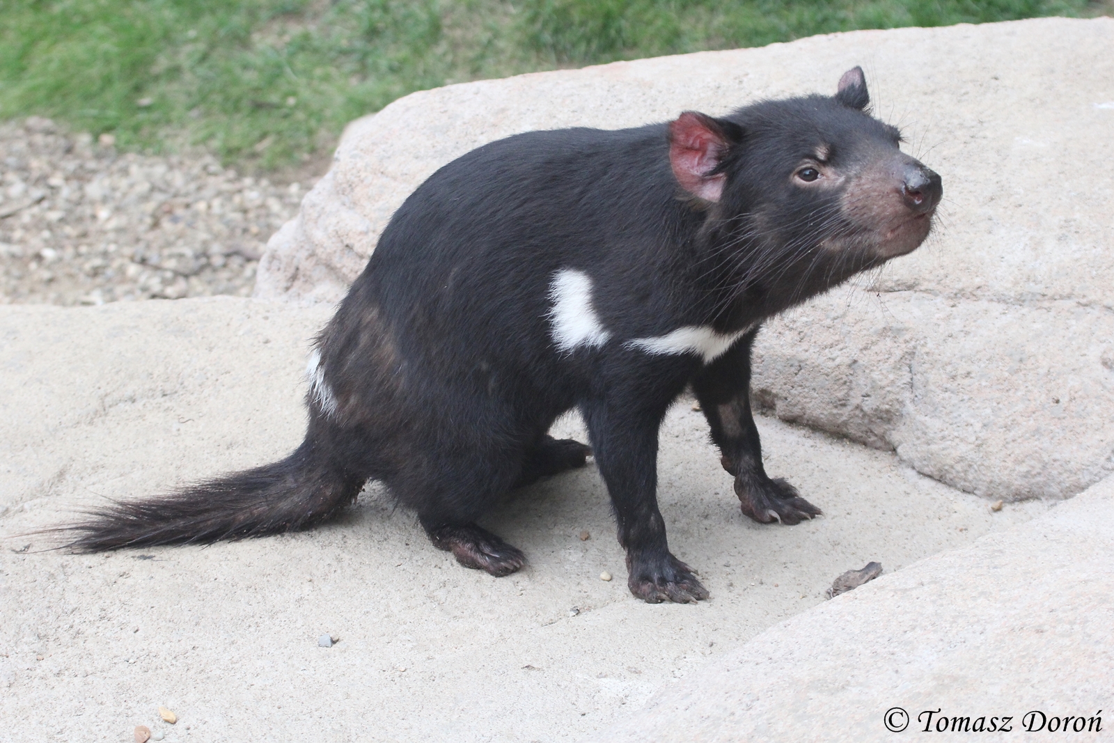 Tasmanial Devil (Sarcophilus harrisii) June 2016