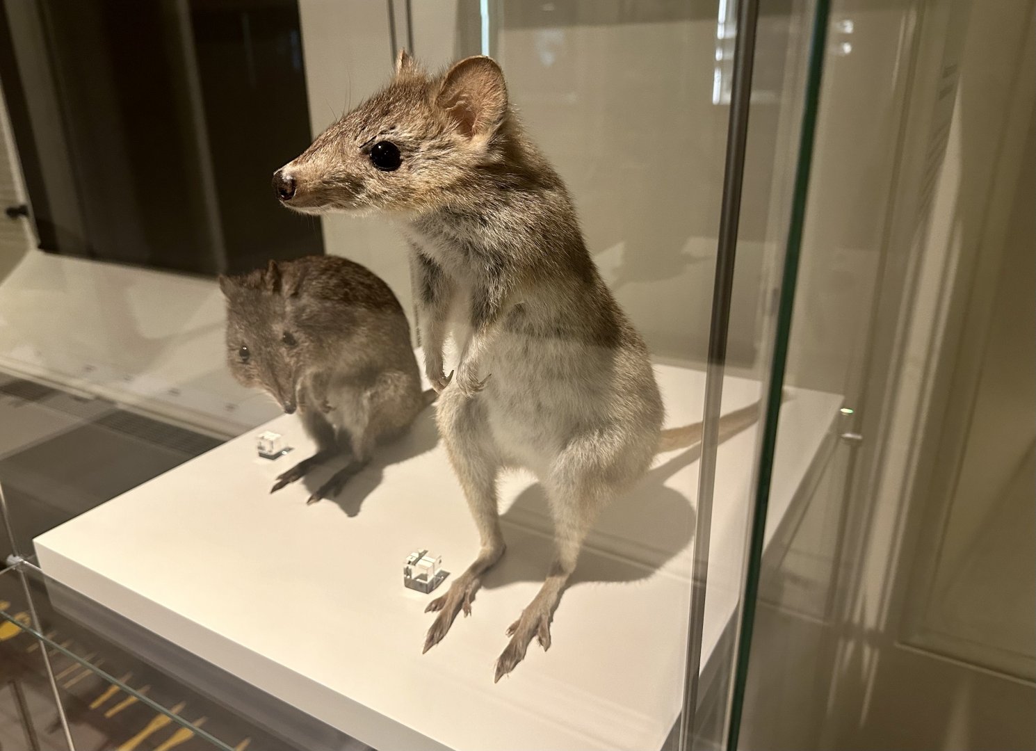 Tasmanian bettong (Bettongia gaimardi)