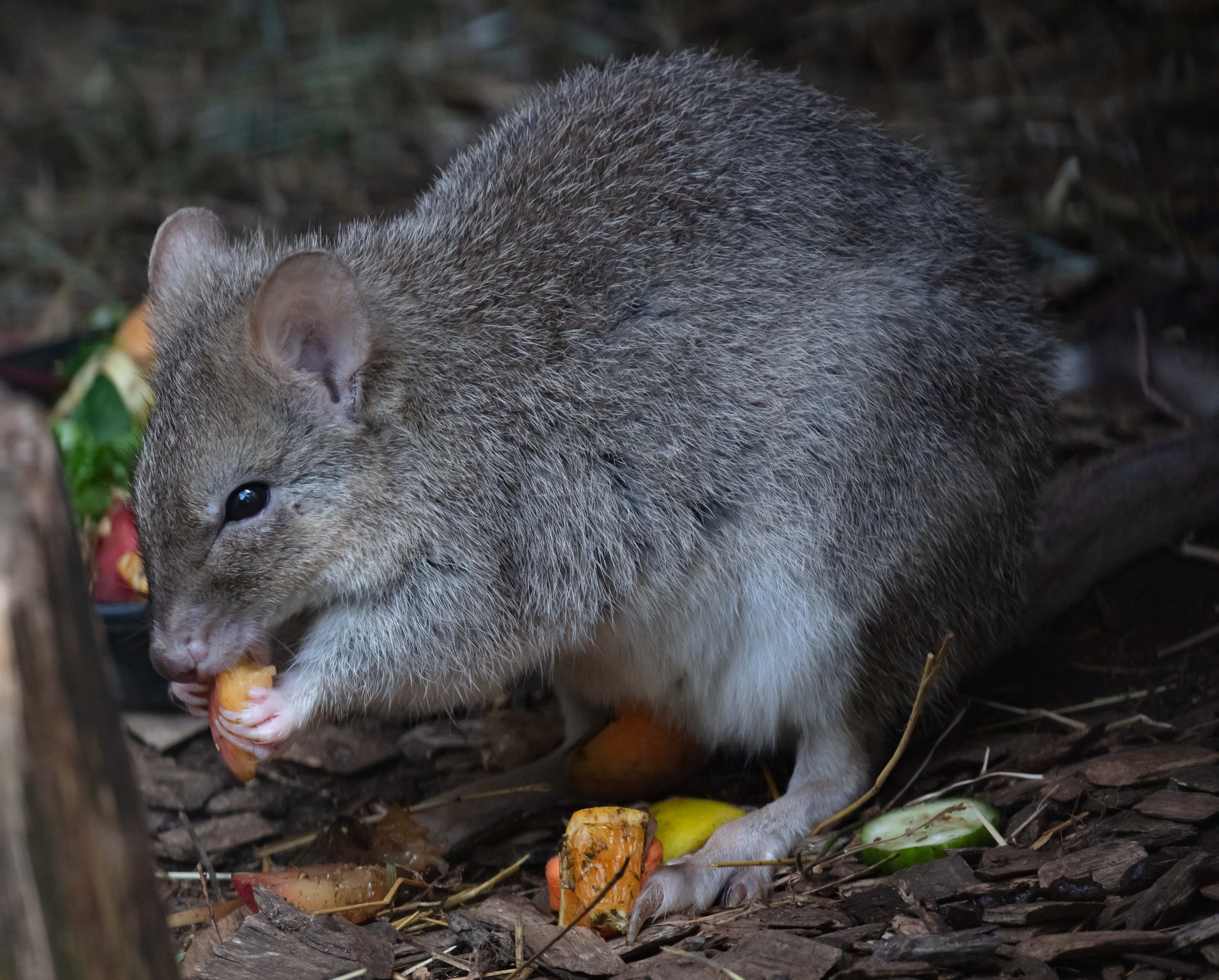 Tasmanian Bettong