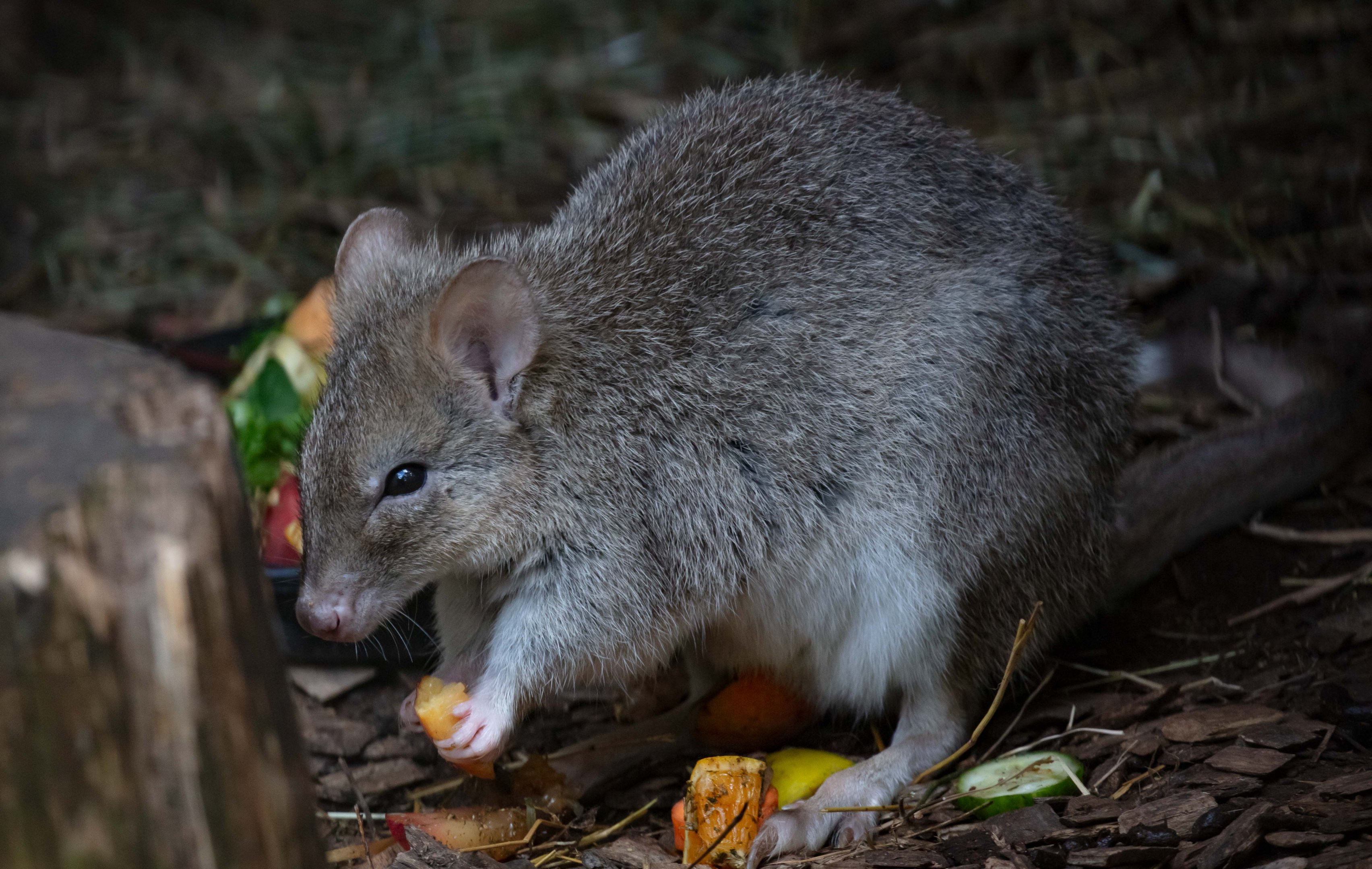Tasmanian Bettong