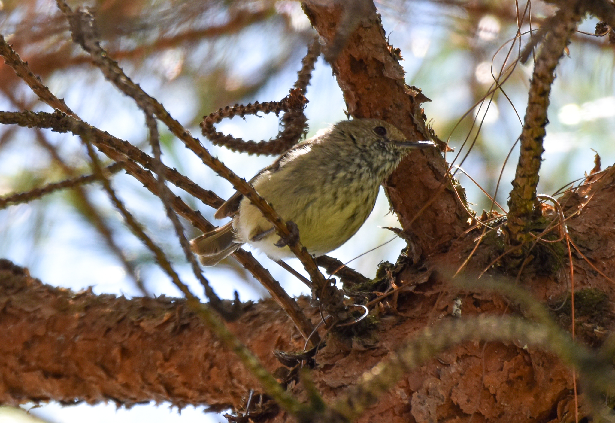 Tasmanian Brown Thornbill