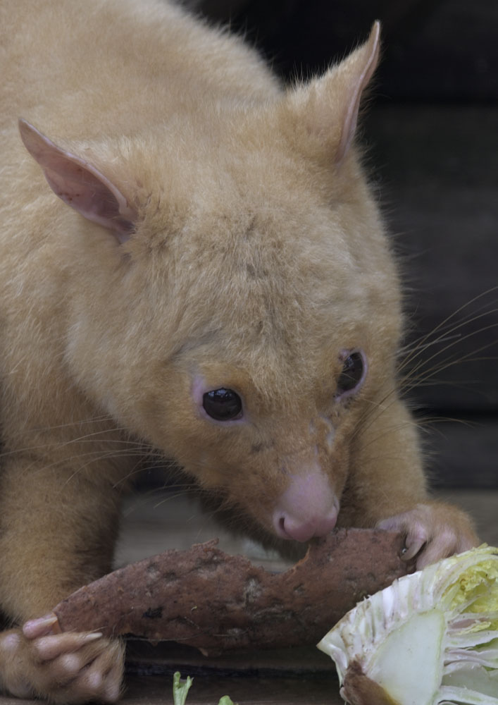 Tasmanian brush-tailed possum