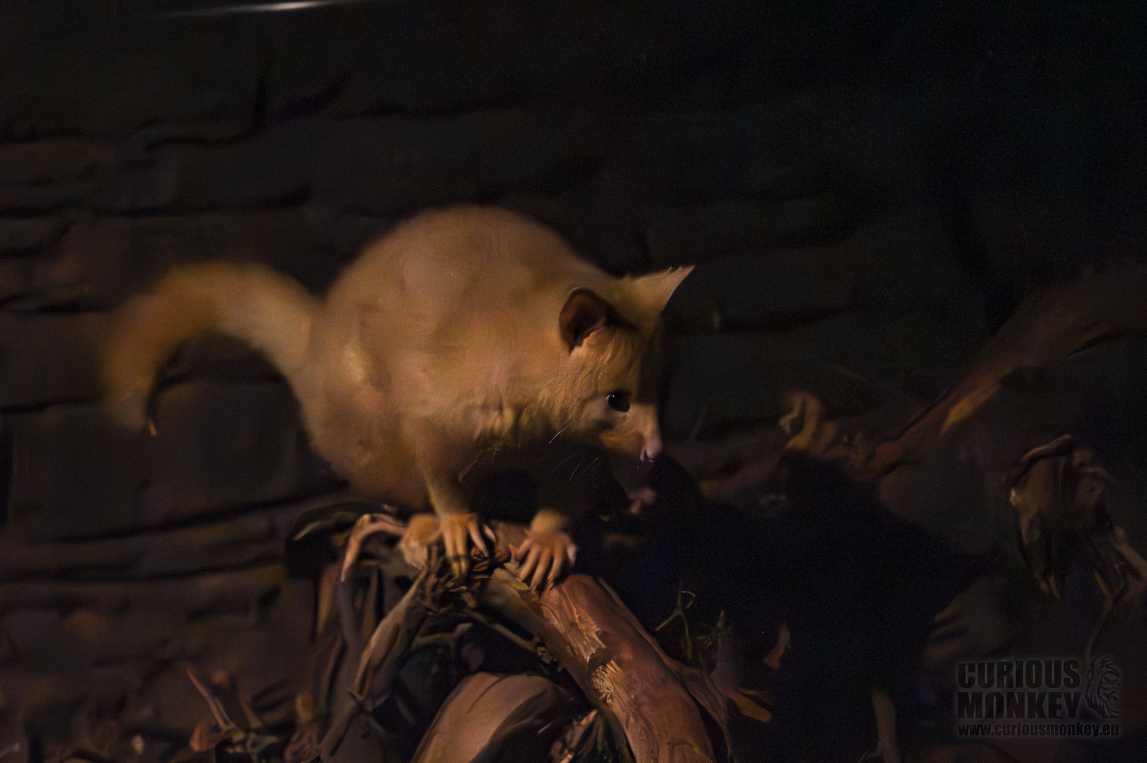 Tasmanian brushtail possum (trichosurus vulpecula fuliginosus) 10/23
