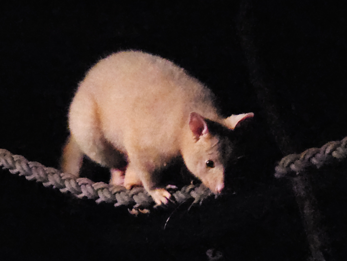 Tasmanian Brushtail Possum (Trichosurus vulpecula fuliginosus), Sep. 2023