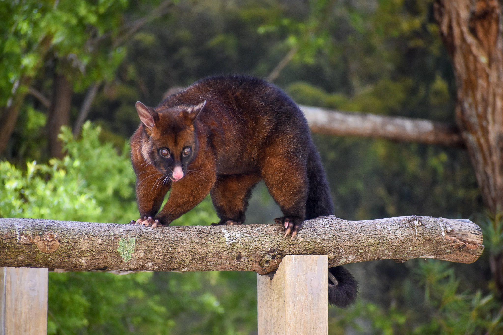 Tasmanian Brushtail Possum (Trichosurus vulpecula fuliginosus)