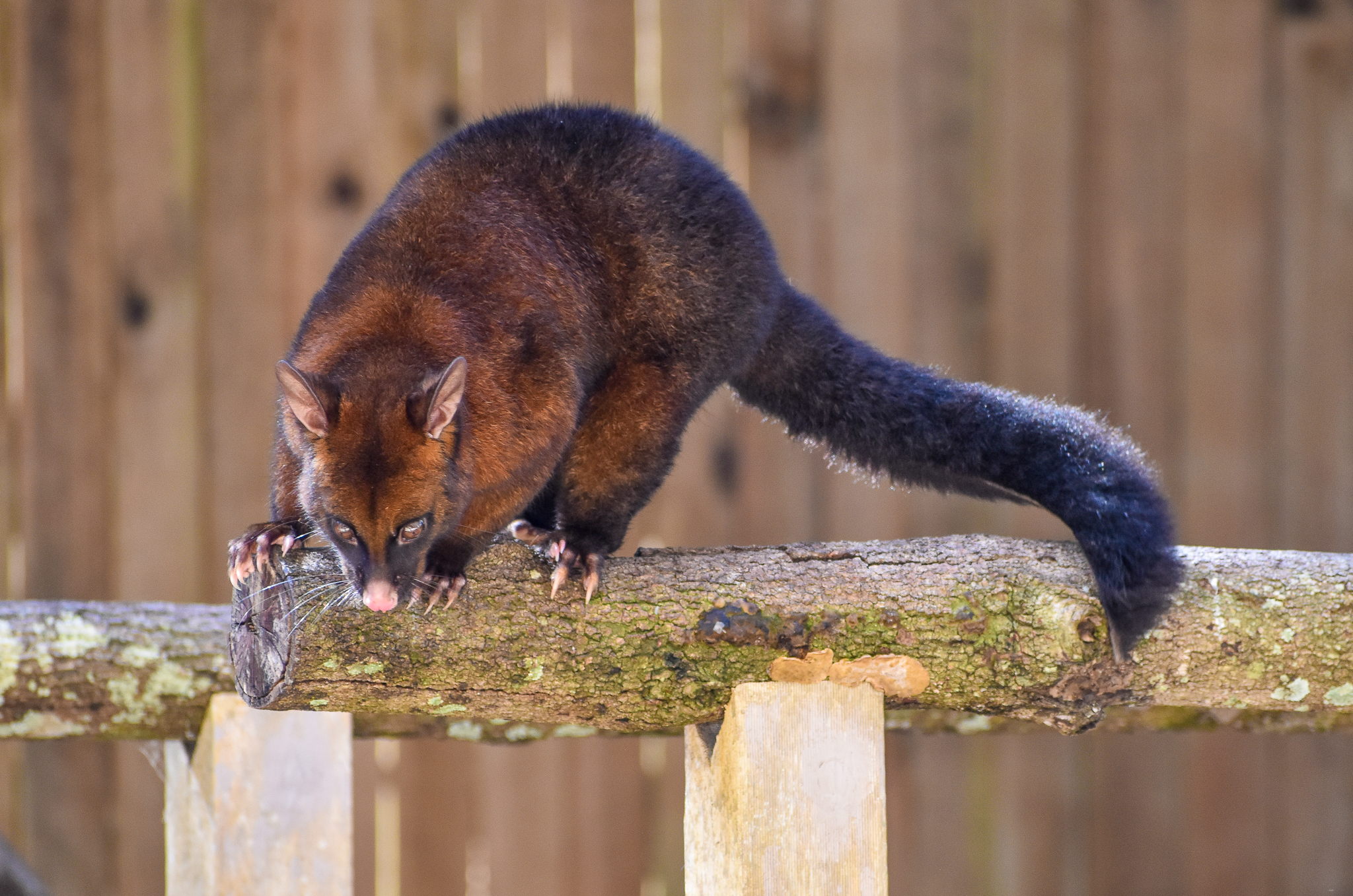 Tasmanian Brushtail Possum (Trichosurus vulpecula fuliginosus)