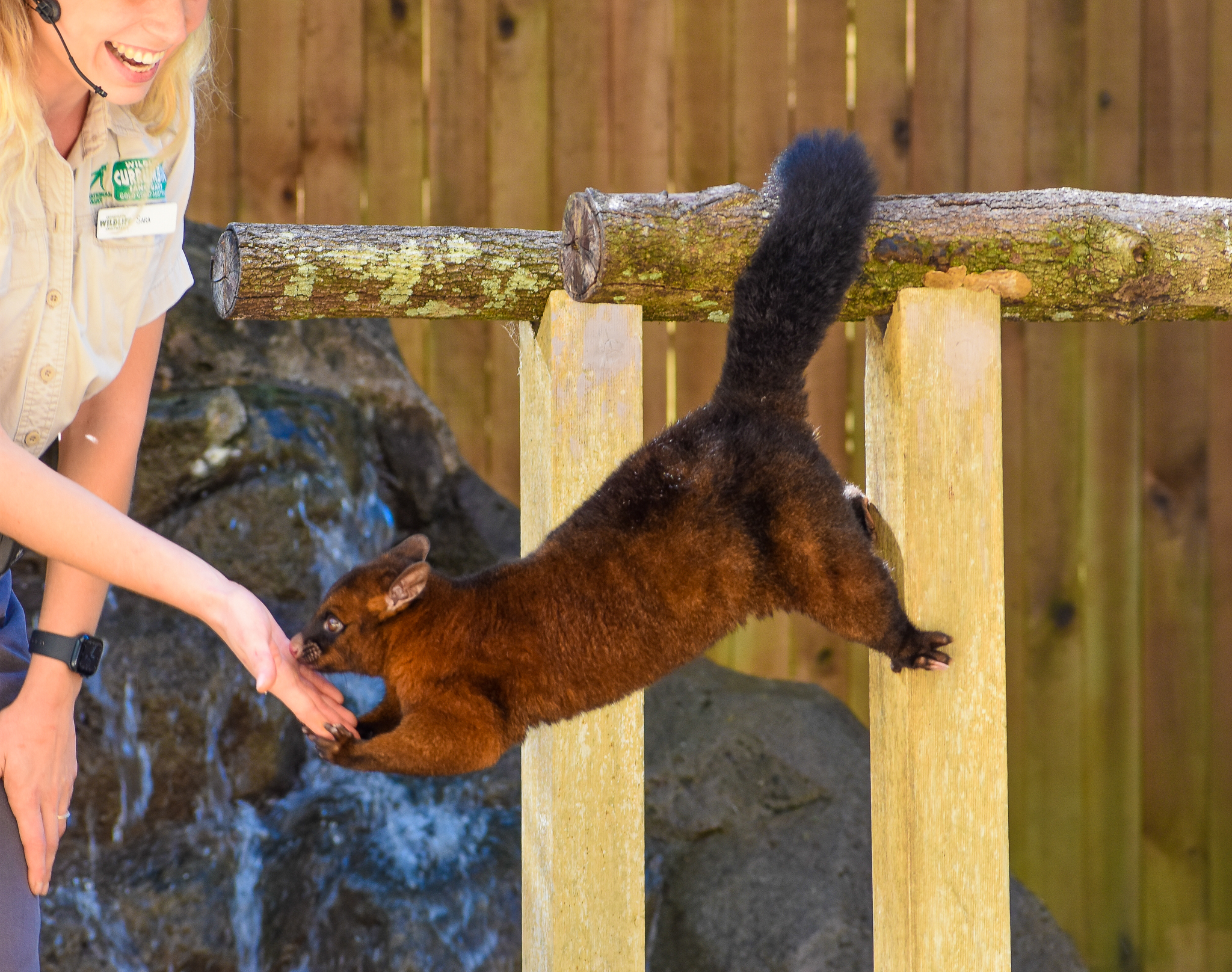 Tasmanian Brushtail Possum (Trichosurus vulpecula fuliginosus)