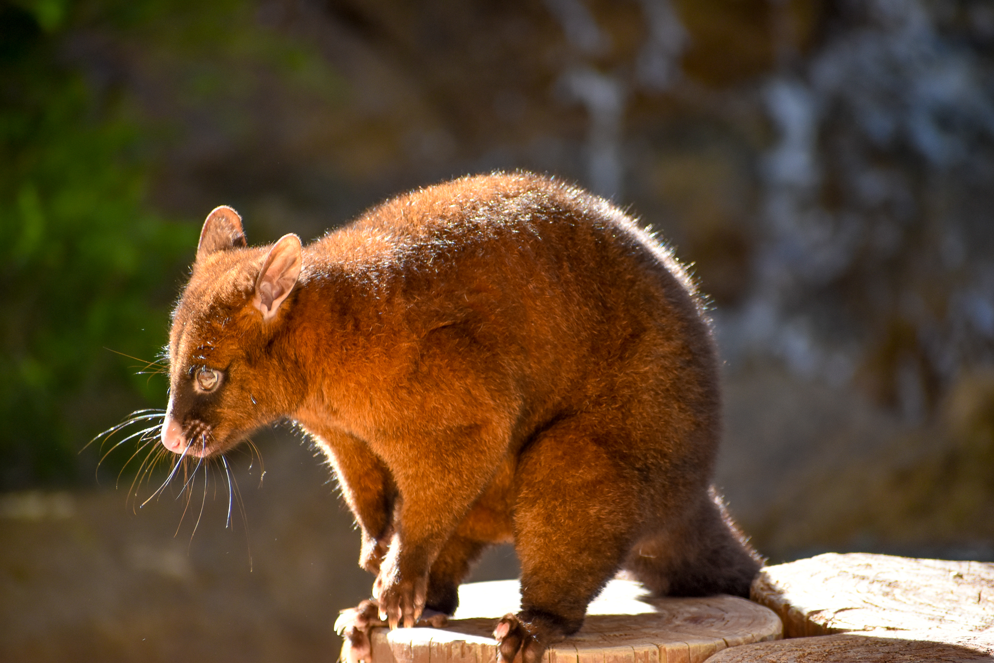 Tasmanian Brushtail Possum (Trichosurus vulpecula fuliginosus)