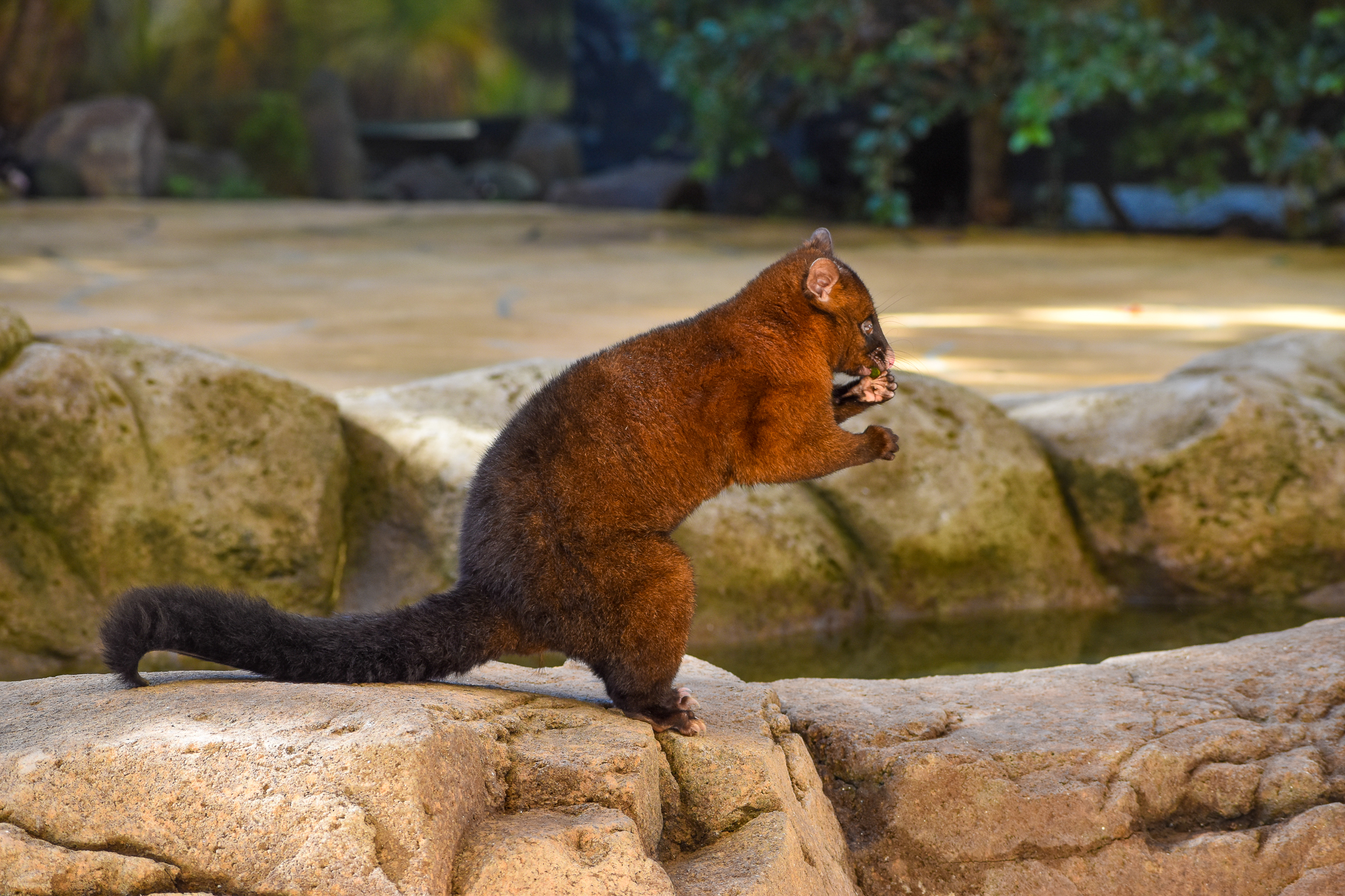 Tasmanian Brushtail Possum (Trichosurus vulpecula fuliginosus)