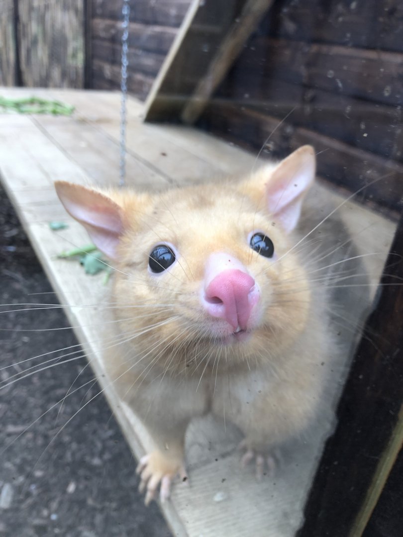 Tasmanian brushtail possum