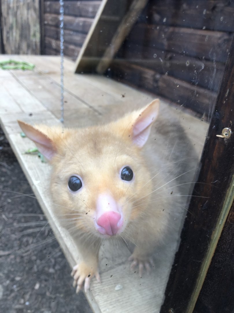 Tasmanian brushtail possum