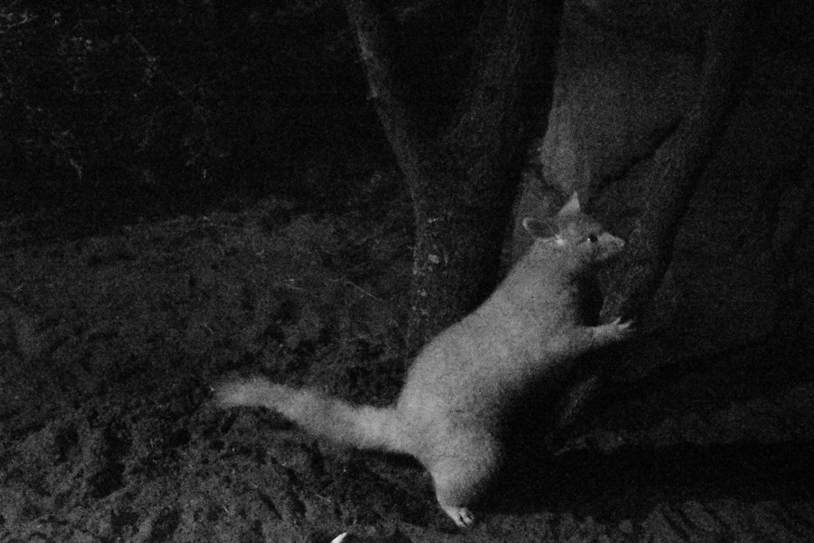 Tasmanian brushtail possum