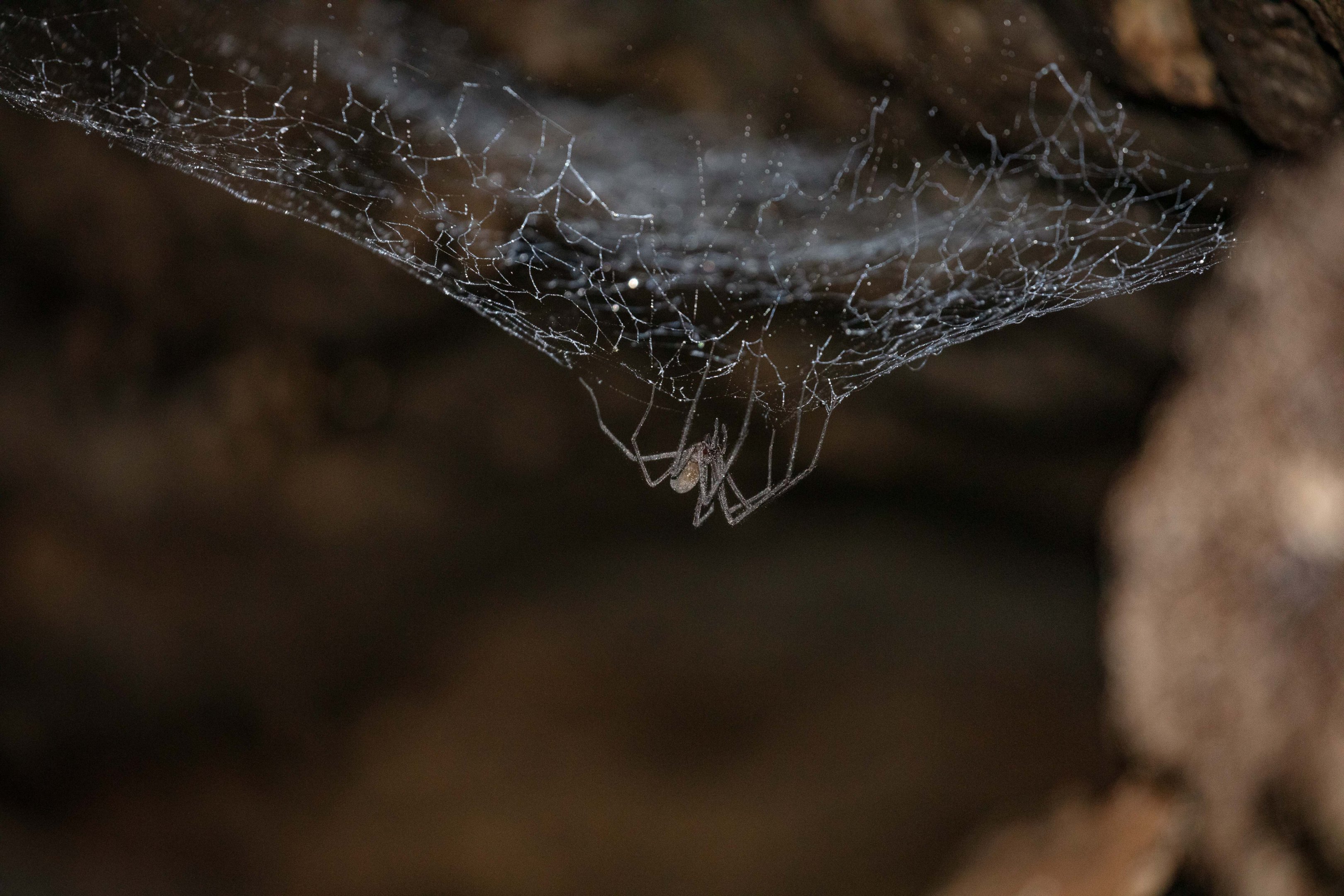 Tasmanian Cave Spider (Hickmania troglodytes)