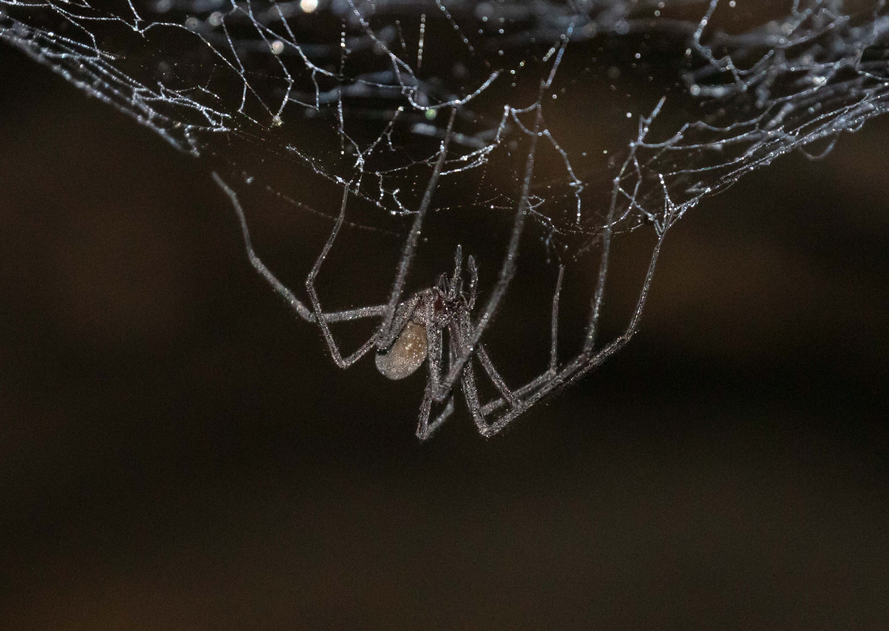 Tasmanian Cave Spider (Hickmania troglodytes)