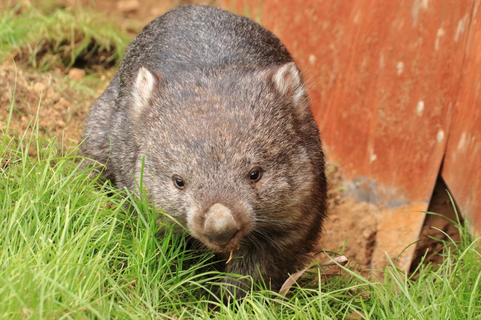 Tasmanian common wombat