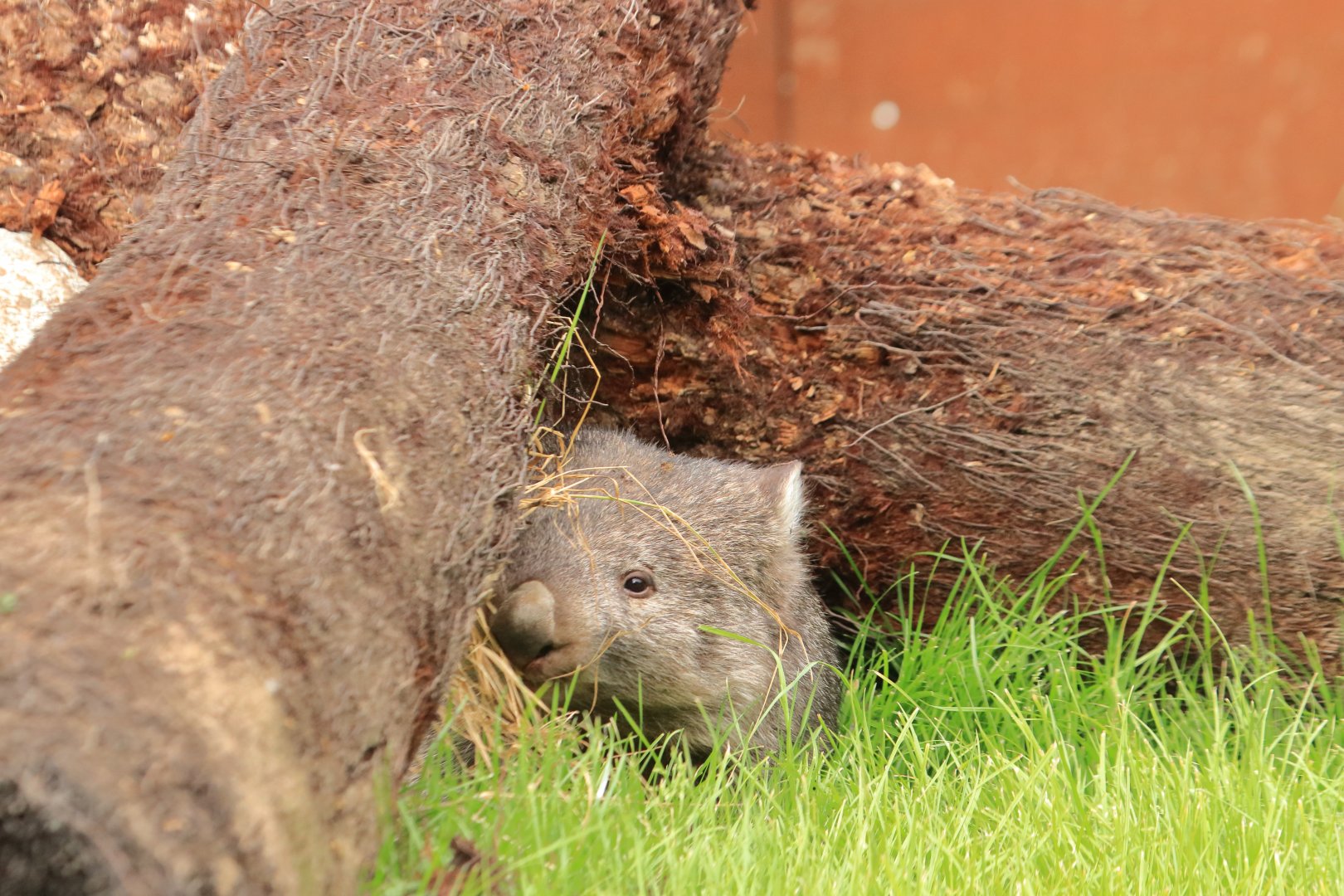 Tasmanian common wombat