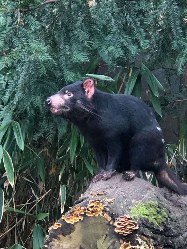 Tasmanian devil 011219