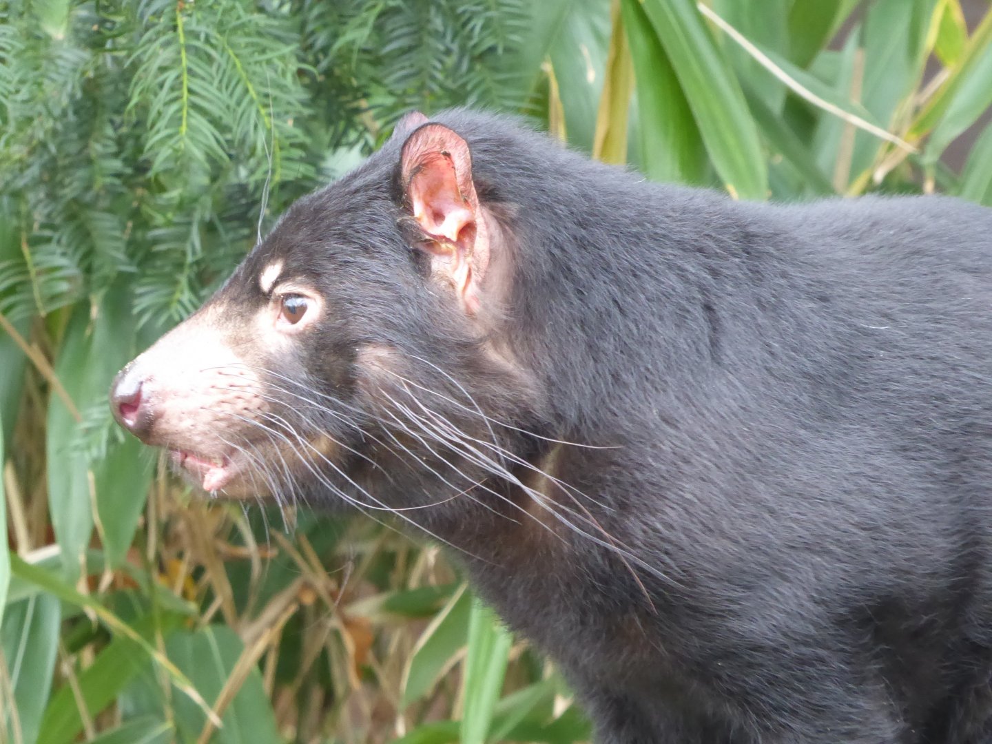 Tasmanian devil 011219