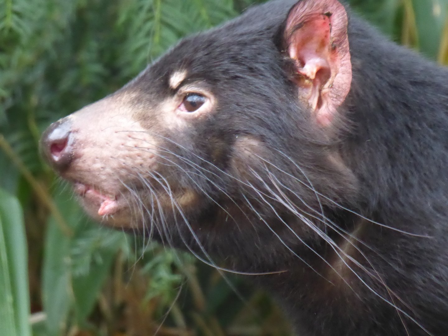 Tasmanian devil 011219