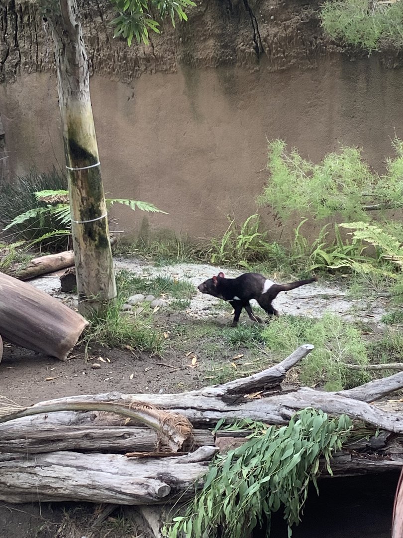 Tasmanian Devil 10/7/21