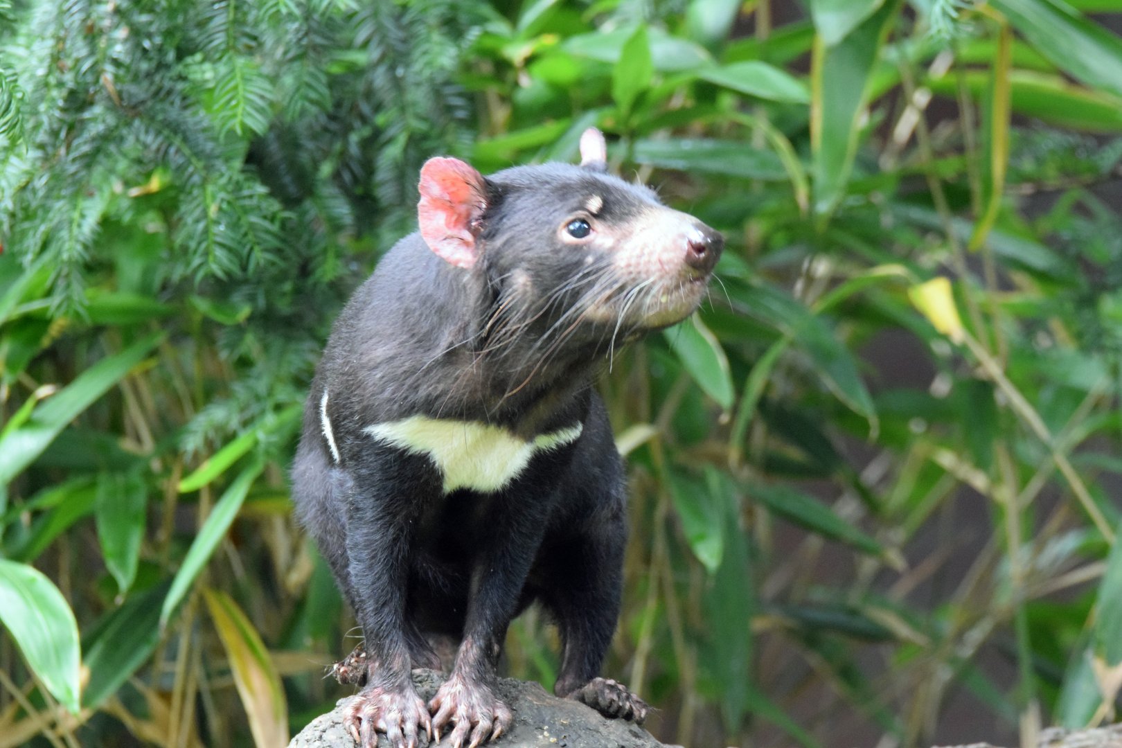 Tasmanian devil, 13.10.2019