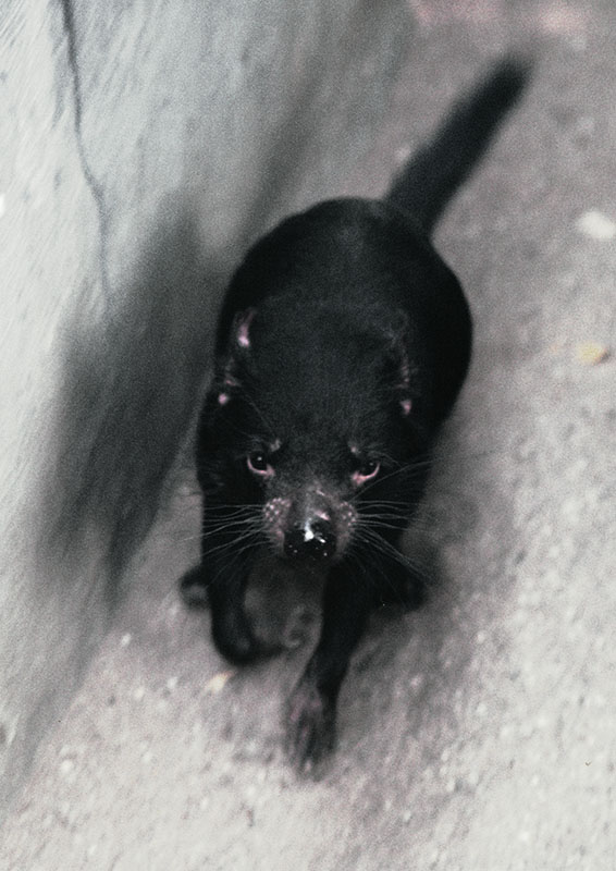 Tasmanian devil 1973
