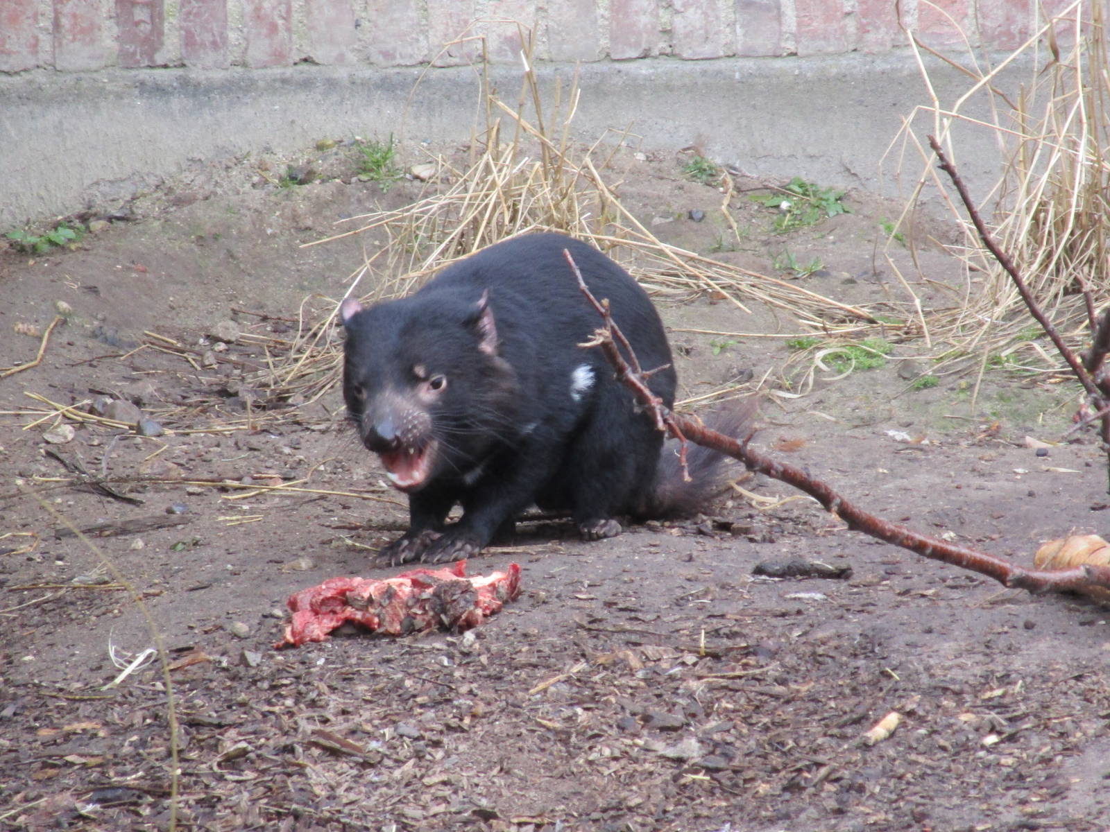 Tasmanian Devil - 20/03/15