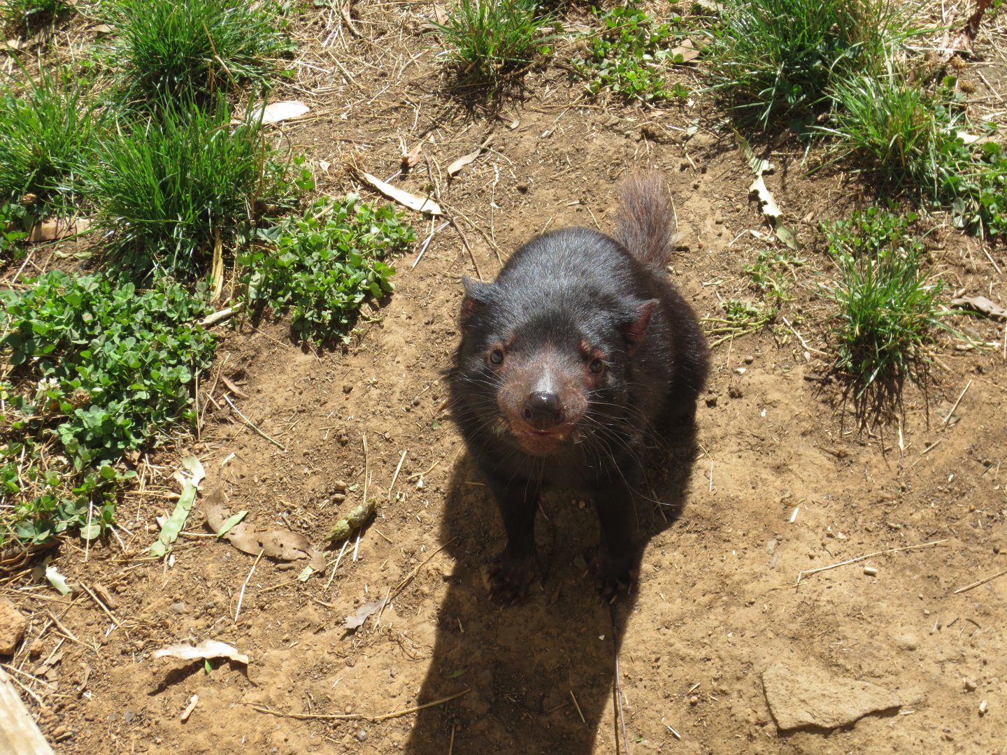 Tasmanian Devil, 2015