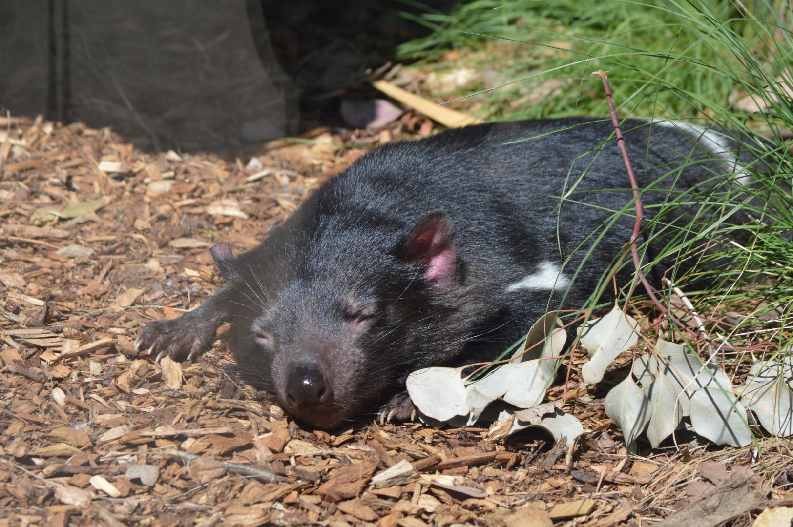 Tasmanian Devil, 2023