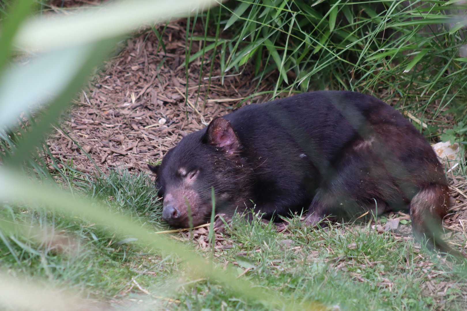 Tasmanian Devil - 7 July 2024