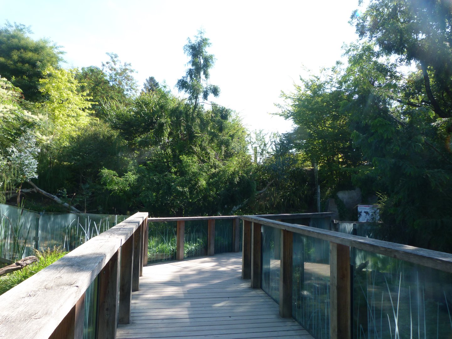 Tasmanian devil and wombat viewing broadwalk -Zoo Praha (2025)