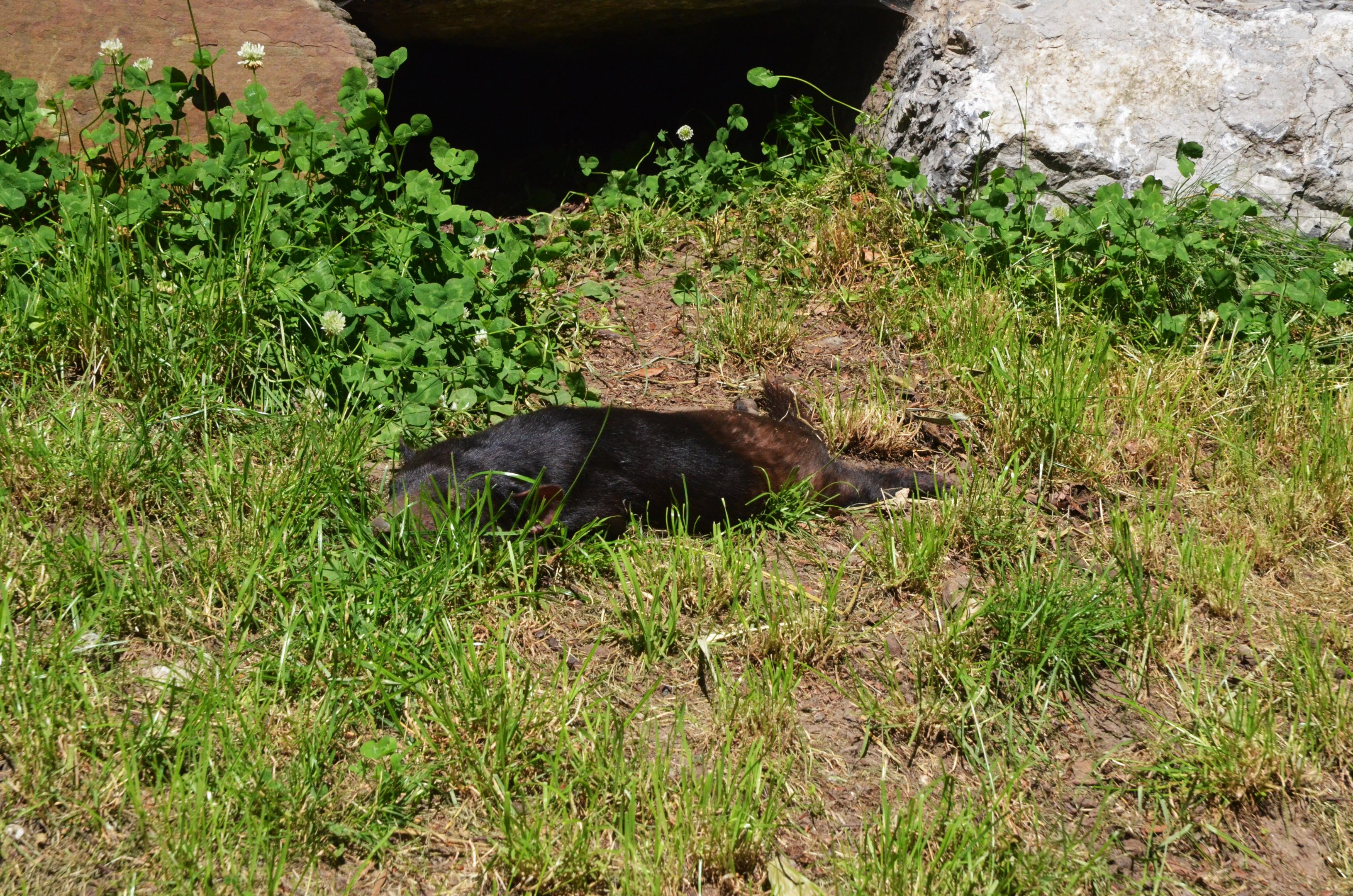 Tasmanian Devil at Duisburg, 17/06/19