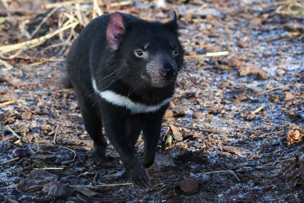 Tasmanian Devil at København 15/01/2017