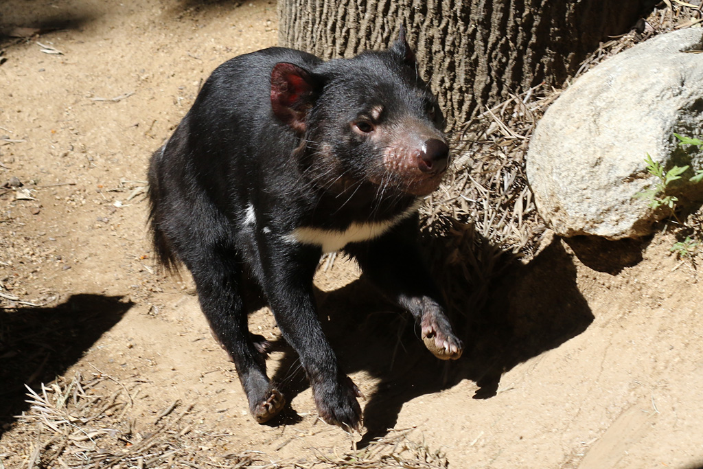 Tasmanian Devil at LA Zoo 16th April 2016