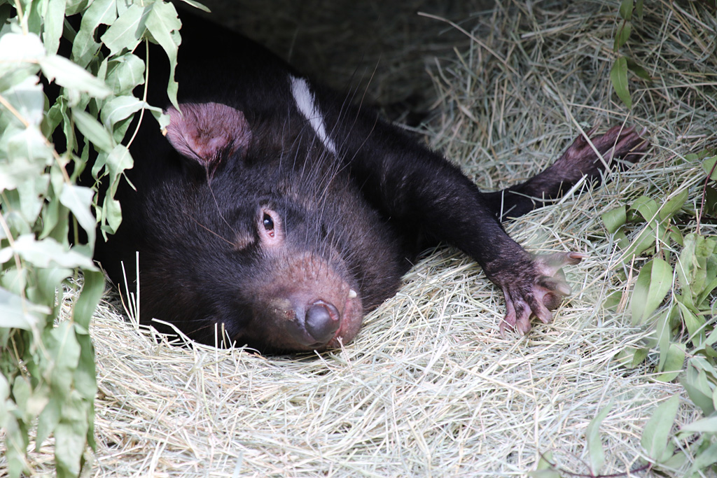 Tasmanian Devil at San Diego Zoo 23rd April 2016