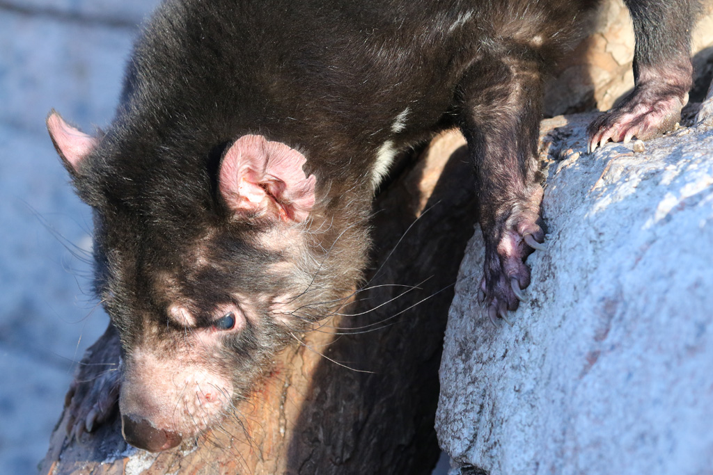 Tasmanian Devil at Zoo København 15/01/2017