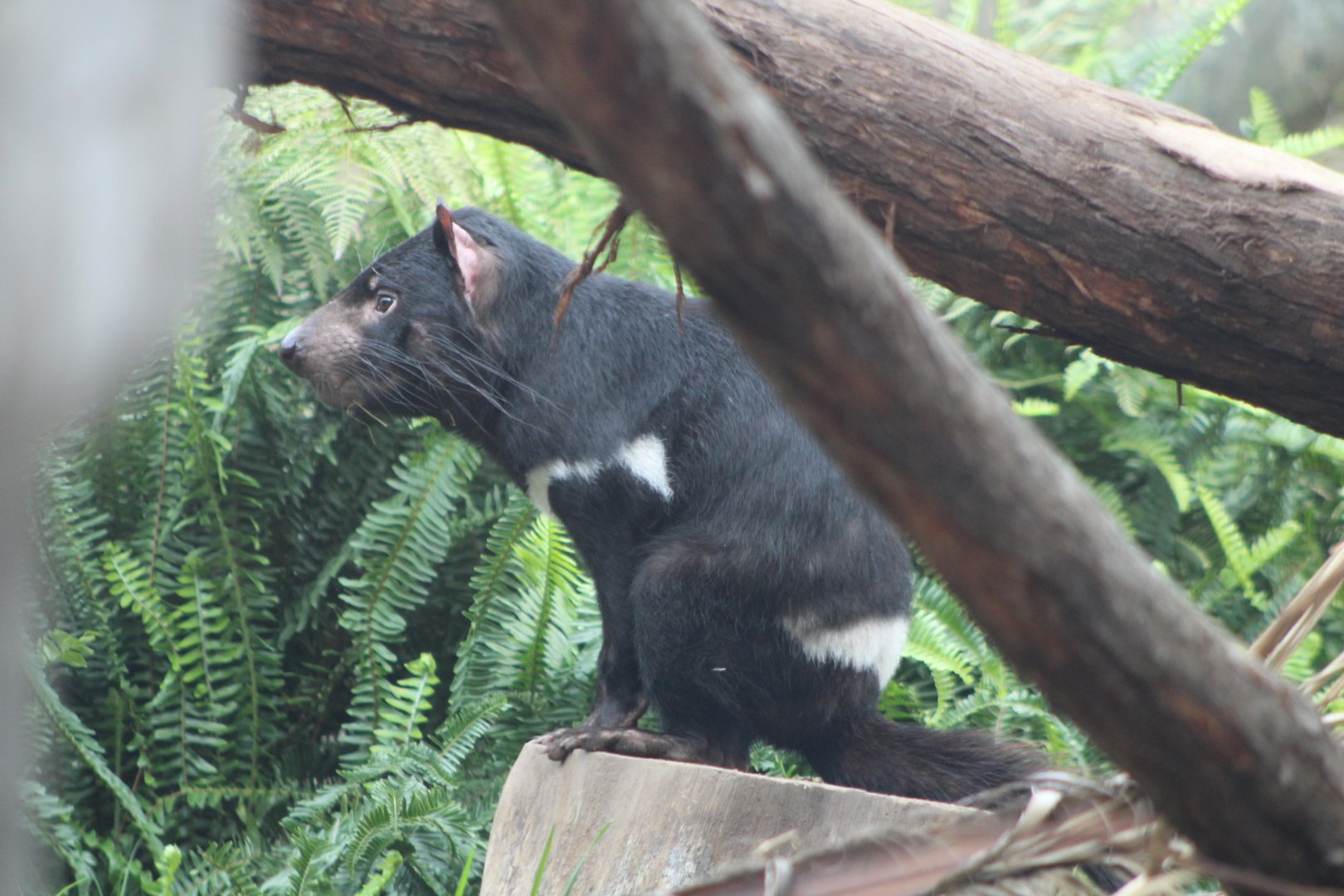 Tasmanian Devil -Australian Outback