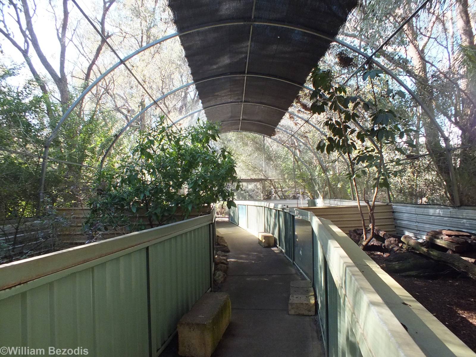 Tasmanian Devil Breeding Aviary