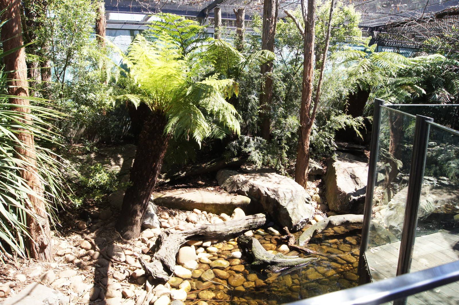 Tasmanian Devil Breeding Centre: Natural Exhibit