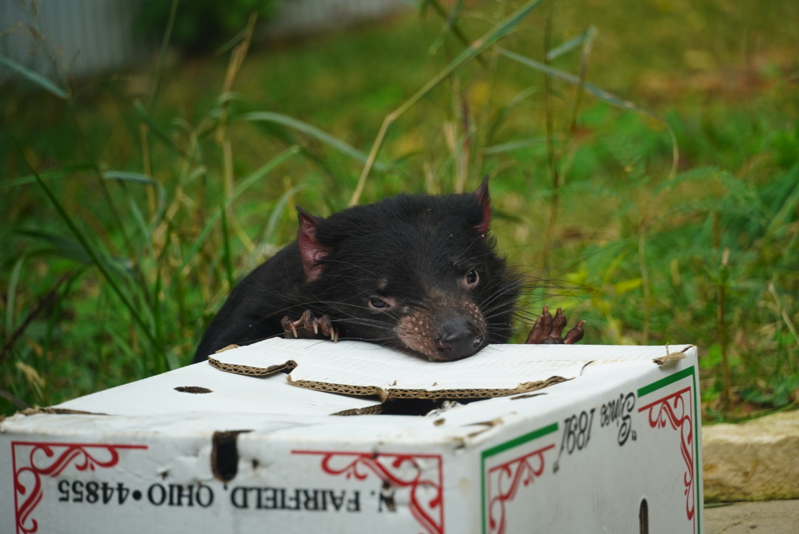 Tasmanian Devil Chewing on Box