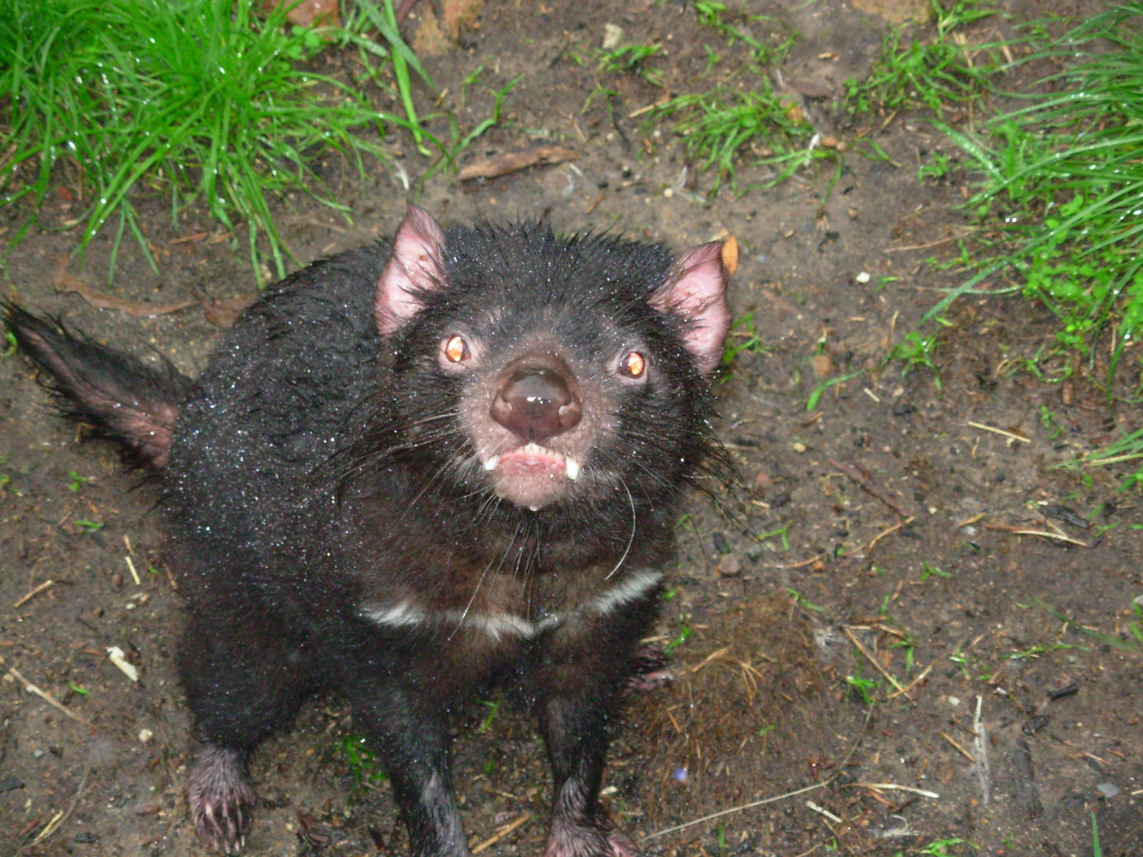 Tasmanian Devil - Cleland Wildlife Park