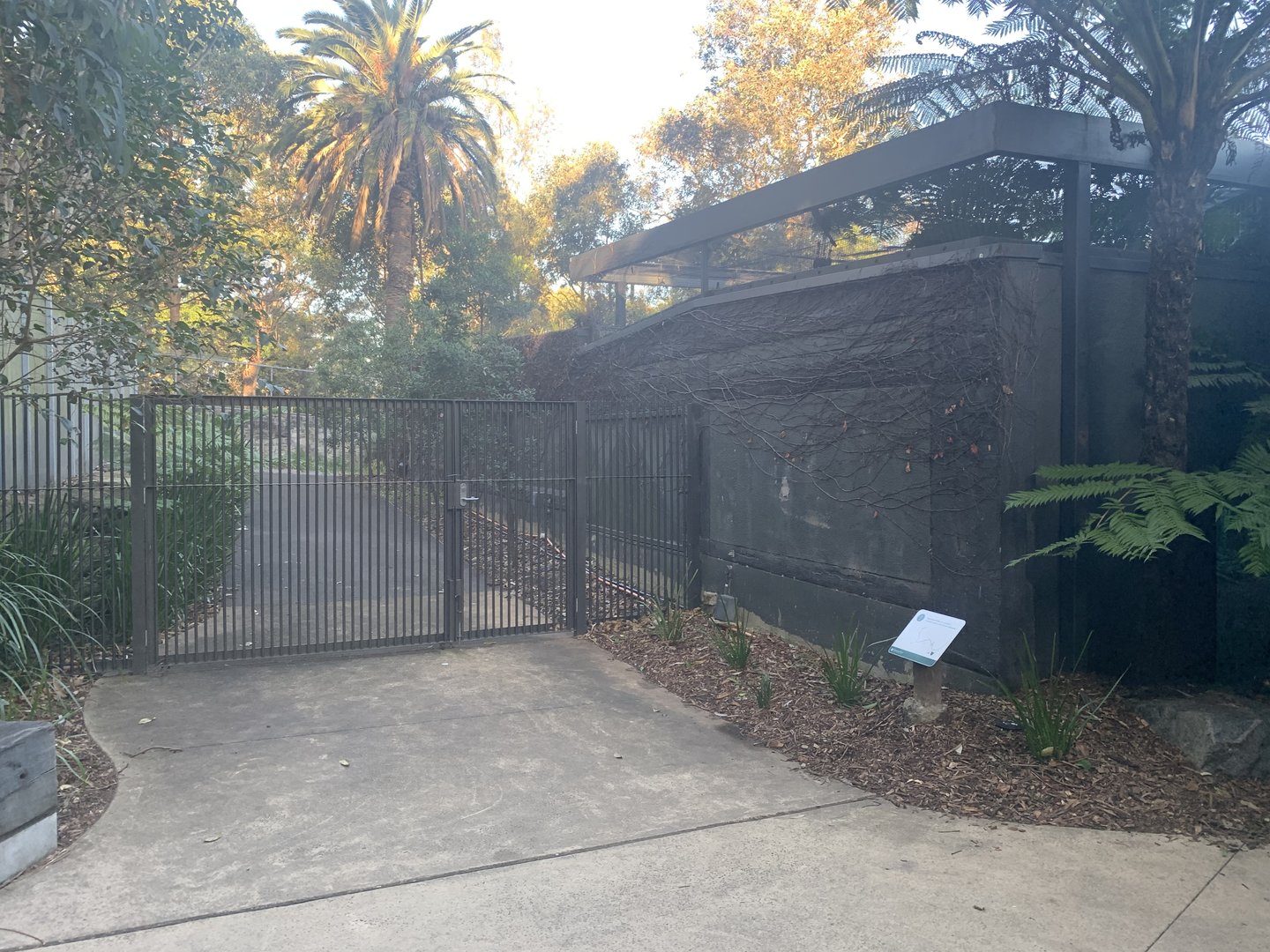 Tasmanian Devil complex