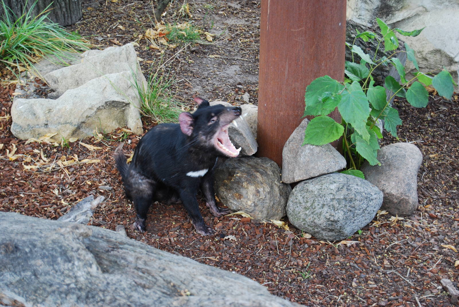 Tasmanian Devil , Copenhagen Zoo