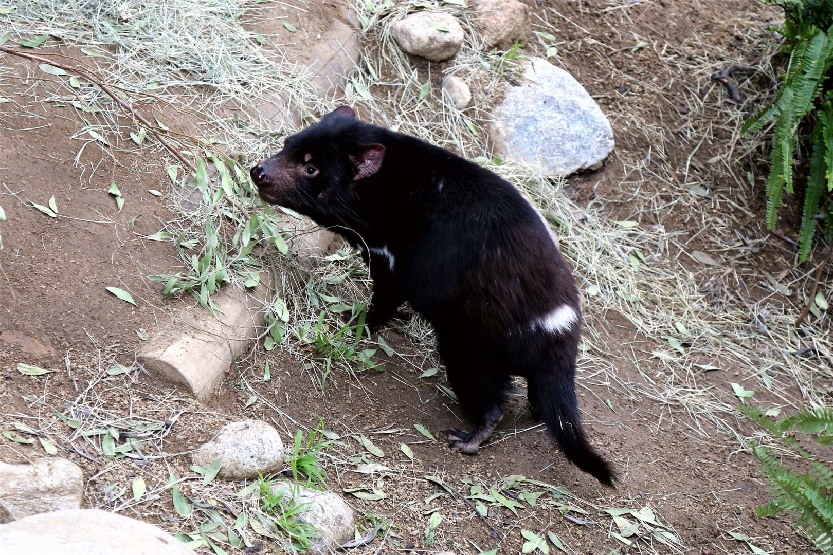 Tasmanian Devil, December 2015