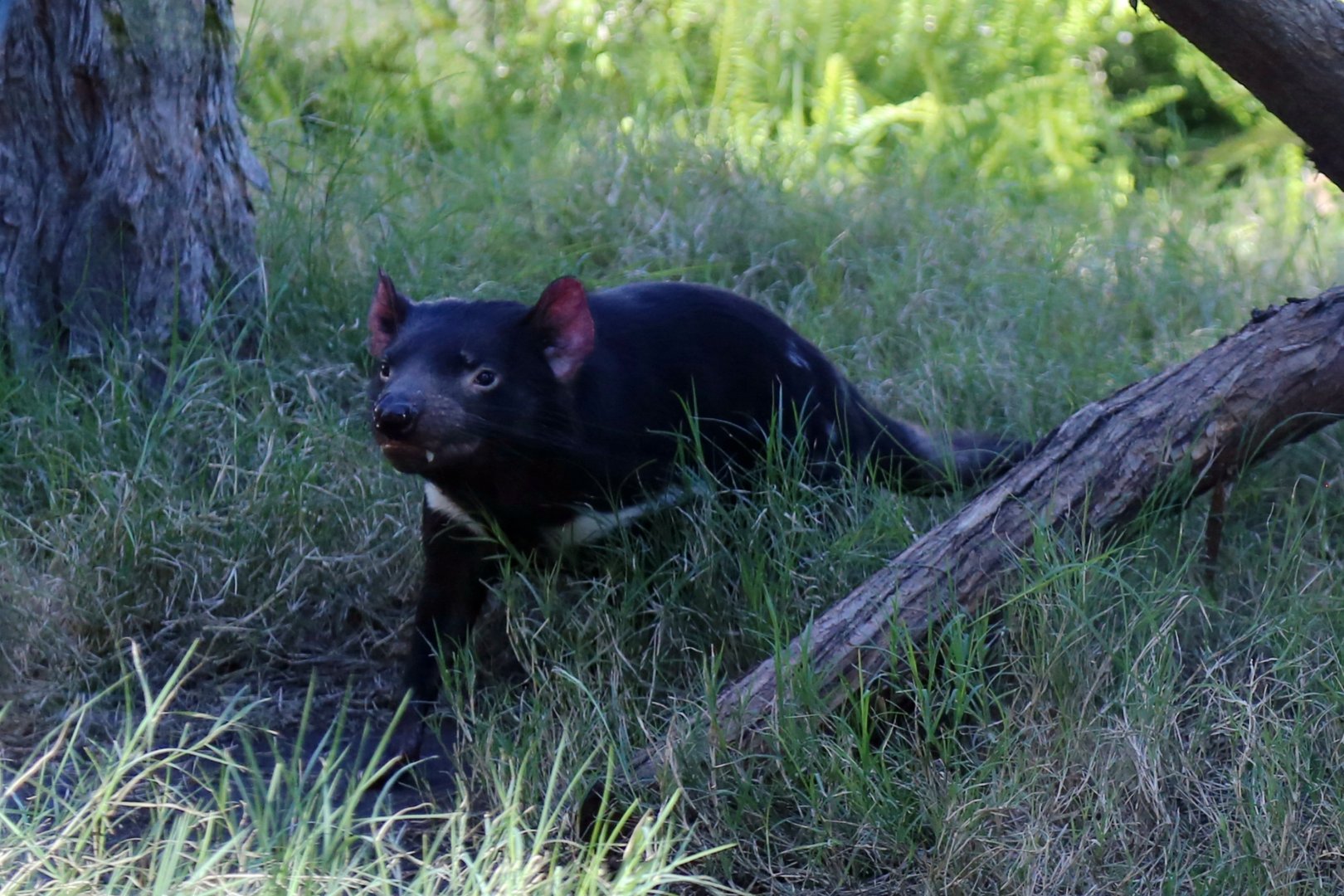 Tasmanian Devil, December 2015